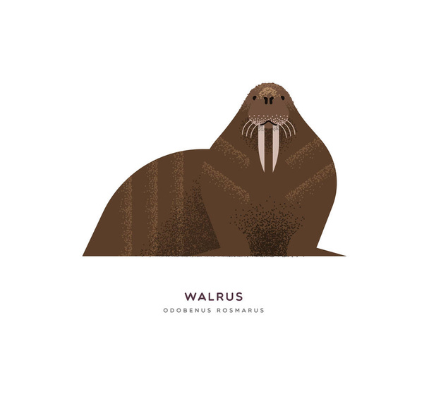 Wild walrus seal isolated animal cartoon - Διάνυσμα, εικόνα