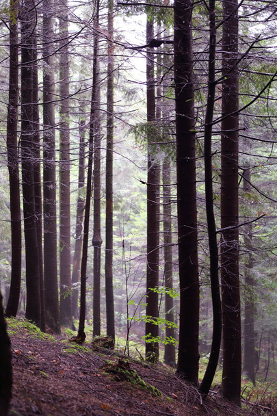 Красивый лес в Рыманув Здруй, Польша
 - Фото, изображение