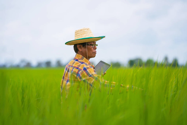 Азиатский фермер использует цифровые технологии на зеленом рисовом поле, Smart t t
 - Фото, изображение