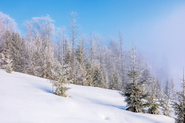 winter hazy morning - Valokuva, kuva