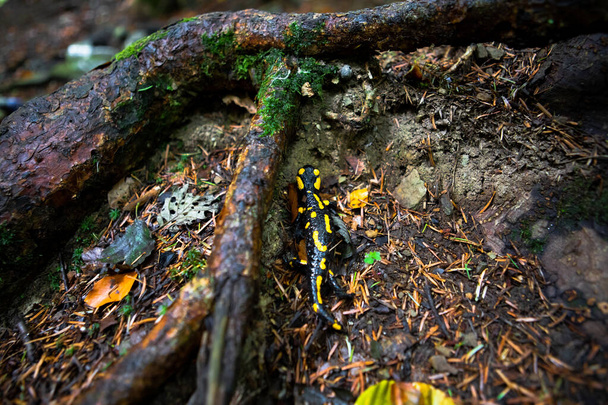 žlutý skvrnitý mlok v lese - Fotografie, Obrázek