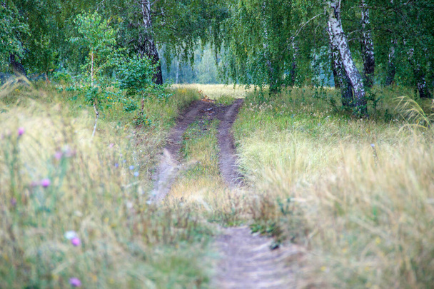 country road in summer day. Going through the birch grove and a meadow with wild herbs and flowers - Photo, Image