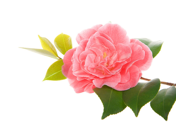 Egyetlen Camellia virág egy lombos ágon elszigetelt fehér háttér - Fotó, kép