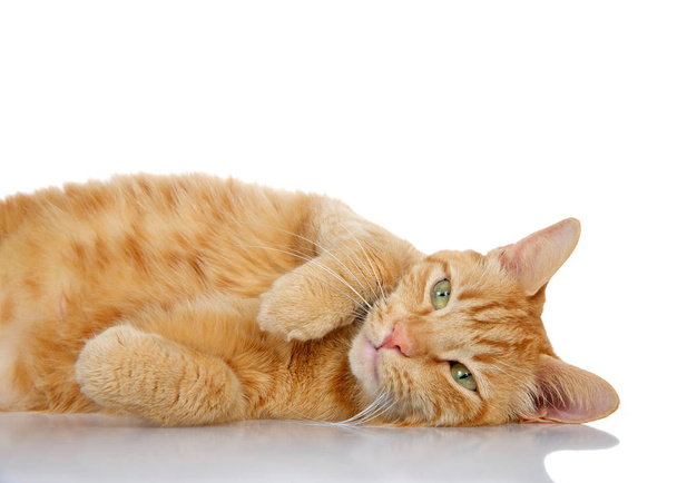 Naranja gato tabby tendido en una superficie reflectante con fondo blanco
.  - Foto, imagen