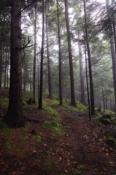 Beautiful forest in Rymanuv Zdruj, Poland - Фото, изображение