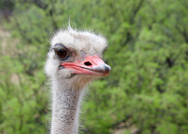 Portrait of one male ostrich, looking slightly to viewers right. Green bushes in background. The ostrich is a large flightless birds native to Africa. Males have a pink beak - Photo, Image