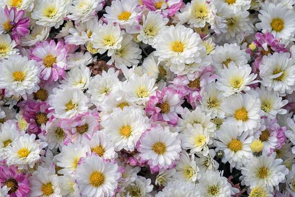 Alfombra de crisantemo fondo floral de cerca
. - Foto, Imagen