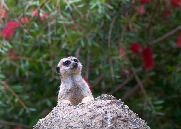 One meerkat peeking out of a hole in a rocky hill looking out for predators. The meerkat or suricate (Suricata suricatta) is a small carnivoran in the mongoose family - Foto, Imagen