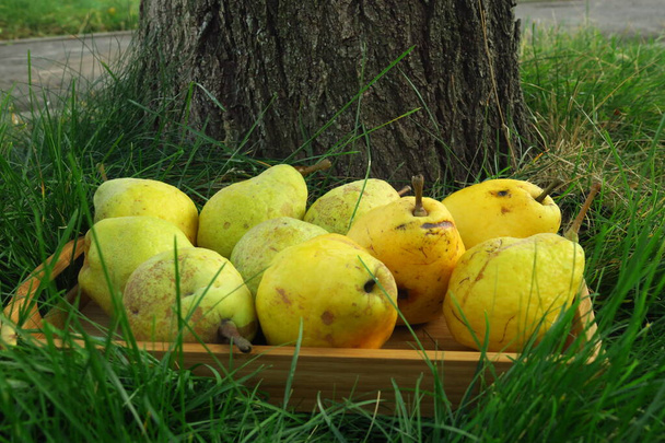 sato päärynöiden puinen laatikko vihreää ruohoa
 - Valokuva, kuva