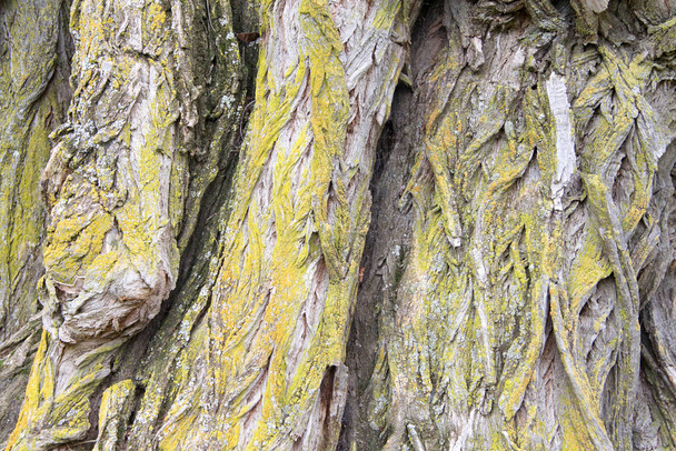 Close up on old giant Willow tree trunk with twisted peeling bark infected with mold fungus. - Photo, Image