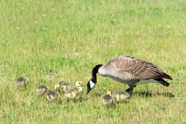 Mother Canada Goose with goslings hunting for food in a field of grass and wild flowers. - 写真・画像
