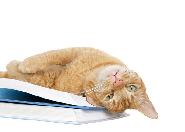 Bir turuncu zencefilli tekir kedinin, büyük bir kitabın üzerine yatıp baş aşağı yuvarlanarak izleyiciye baktığını gördüm. Beyaz arkaplanda izole. - Fotoğraf, Görsel