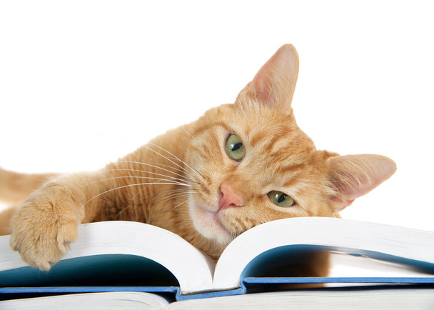 primer plano de un gato jengibre naranja tabby acostado en un libro grande con una pata sobre el borde sosteniendo las páginas, mirando directamente al espectador. Cara sobre libro
. - Foto, imagen