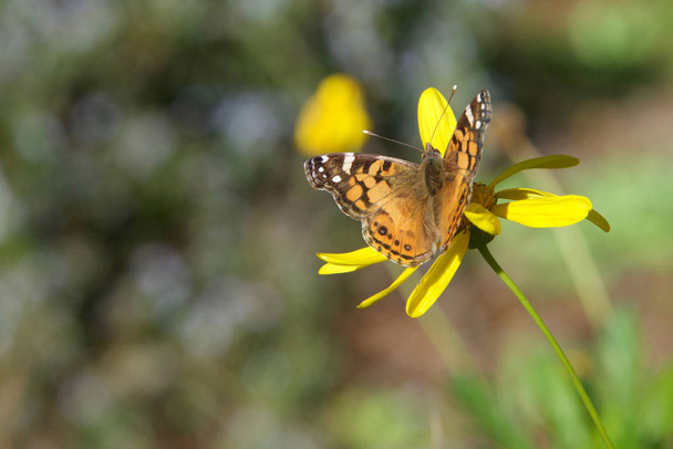 vanessa cardui ist ein bekannter farbenfroher Schmetterling, bekannt als die gemalte Dame oder in Nordamerika als die Kosmopolitin auf gelben Gänseblümchenblümchen - Foto, Bild
