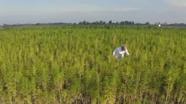 Colpo aereo di scienziato che cammina sul campo osservando le piante di canapa CBD. Sta sorridendo. Coltivazione di piante medicinali e ricreative di marijuana
. - Filmati, video