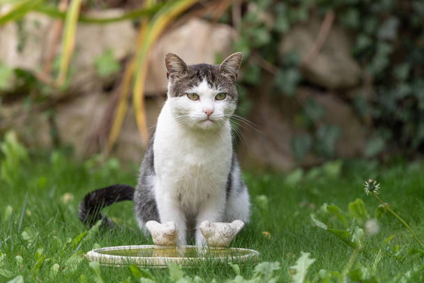 Tlustá kočka sedící vedle ptačí lázně - Fotografie, Obrázek