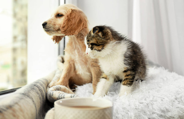 Adorable little kitten and puppy on pillow near window indoors - Fotoğraf, Görsel
