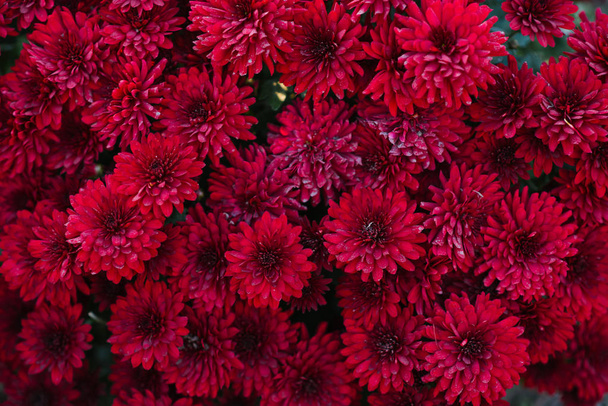 Bloeiende rode kastanjebruine chrysanten in de herfst in de tuin, bovenaanzicht. Zeer mooie bloeiende bloemen achtergrond - Foto, afbeelding