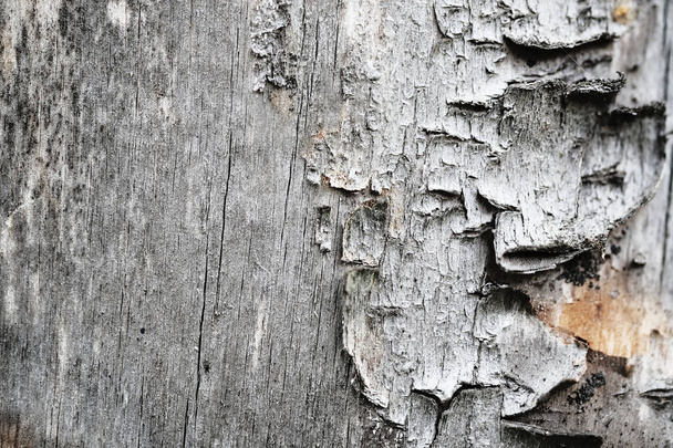 moss on an old wooden surface. retro wall background. - Φωτογραφία, εικόνα