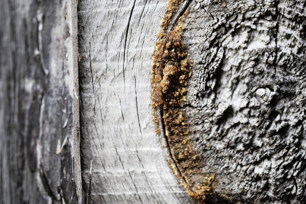 moss on an old wooden surface. retro wall background. - Valokuva, kuva