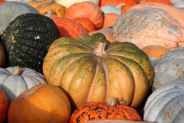 Tuoreet terveet biokurpitsat maatalousmarkkinoilla syksyllä - Valokuva, kuva