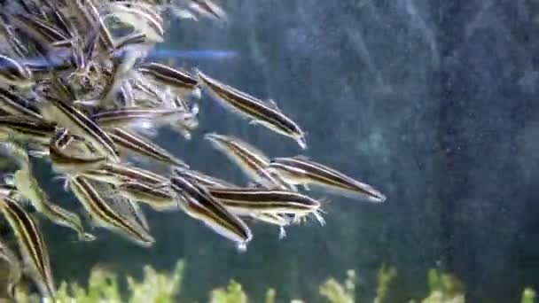 Kisméretű halmacskák zsilipje két víz között. - Felvétel, videó