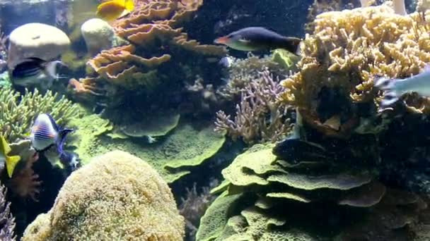  Colonie corallienne dans un fond d'eau très clair
. - Séquence, vidéo