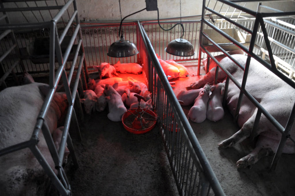 Domuzlar ve domuzlar kızılötesi ısıtmalı bir kafeste. - Fotoğraf, Görsel