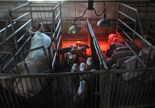 Поросята і свиноматки в клітці з інфрачервоним нагріванням
 - Фото, зображення