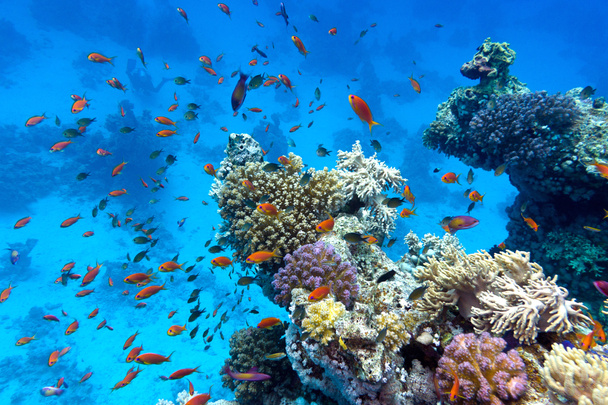 koraalrif met zachte en harde koralen met exotische vissen anthias op de bodem van tropische zee op de achtergrond blauw water - Foto, afbeelding
