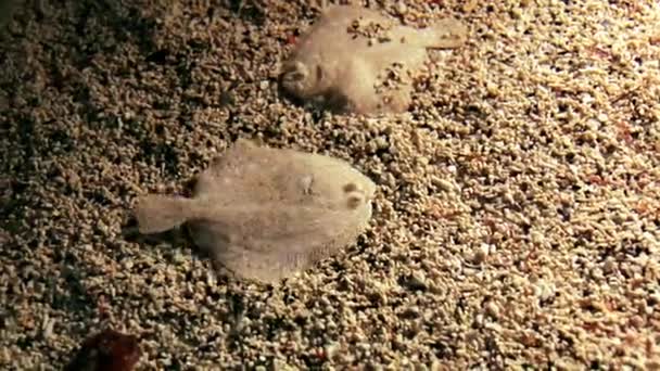 Ψάρια μόνα κρυμμένα στην άμμο του ίδιου χρώματος. - Πλάνα, βίντεο