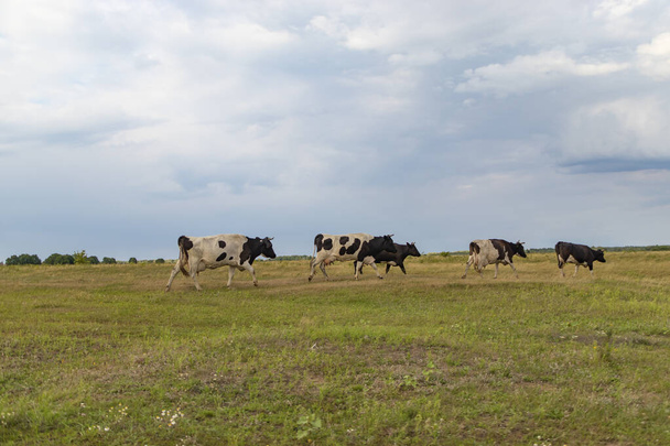 Stado krów wraca wieczorem do gospodarstwa, w poprzek pola - Zdjęcie, obraz