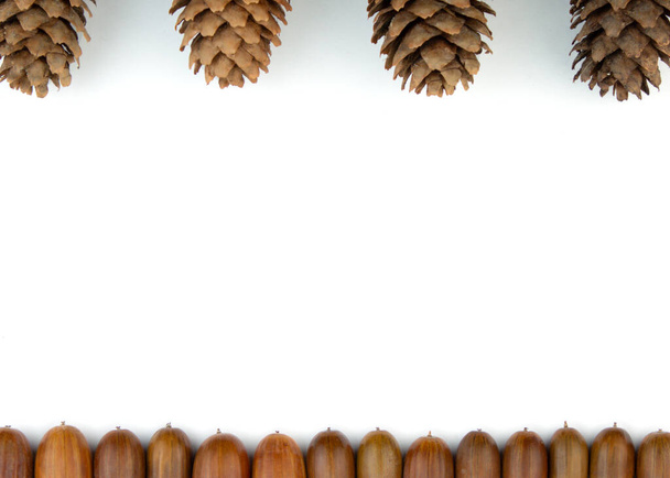 Oak acorns in lines on white background. Top view. - Valokuva, kuva