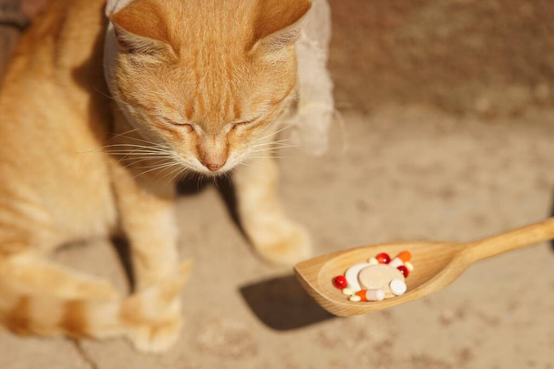 Smutná kočka sedí venku. Dřevěná lžička s prášky a vitamíny pro něj. Domácí mazlíčci. Péče a léčba zvířat - Fotografie, Obrázek