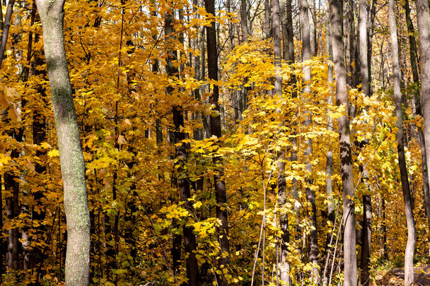 Autumn golden yellow forest in October, nature background with space for text - Photo, Image