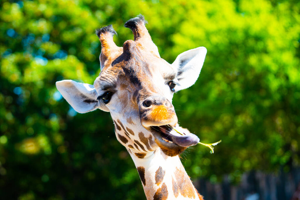 Portrait of giraffe with long tongue chewing small twig from tree - Zdjęcie, obraz