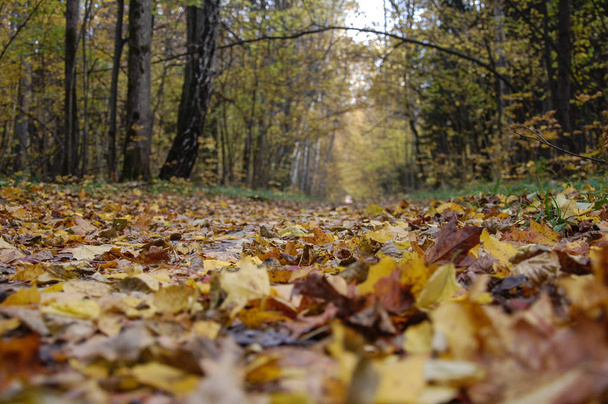 romantic autumn forest. natural colors, beautiful fallen leaves - Foto, imagen