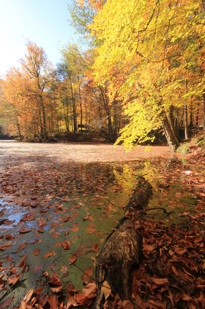 Podzimní krajina v sedmi jezerech Yedigoller Park Bolu, Turecko. Krása, mrak. - Fotografie, Obrázek
