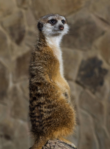 Shaggy animal stands on its hind legs - Photo, Image