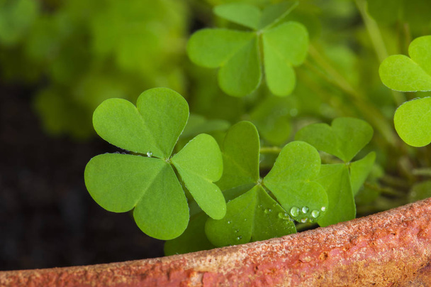 jasně zelené listy jetelovité rostliny v hliněném hrnci - Fotografie, Obrázek