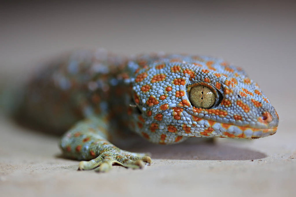 Close Up con il Borneo gecko (Gekko gecko) Tokay geckos Allevamento commerciale in Thailandia
 - Foto, immagini