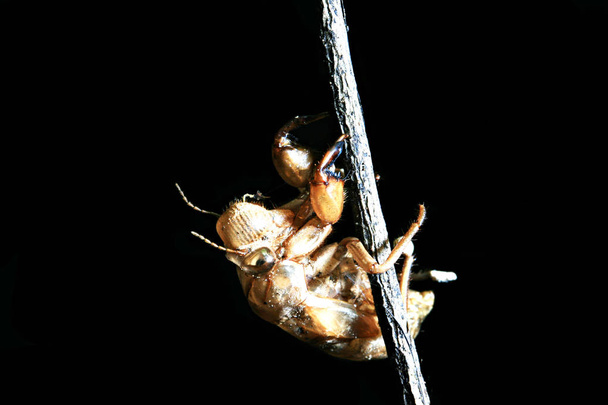 Cicada sigue mudando encaramado en un árbol
  - Foto, imagen