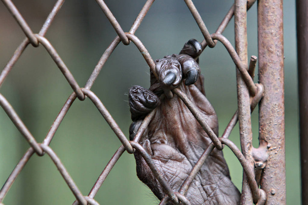 The monkey was trapped in a zoo.  - Photo, image