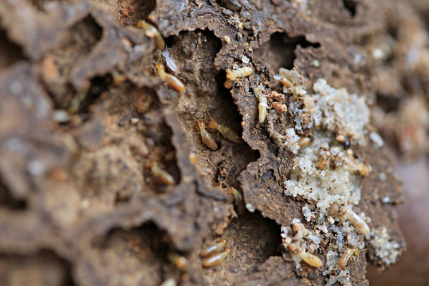 Työntekijä ja nasute termiitit puuta
 - Valokuva, kuva