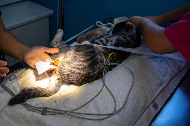 Préparation du champ chirurgical avant la chirurgie du chat
 - Photo, image