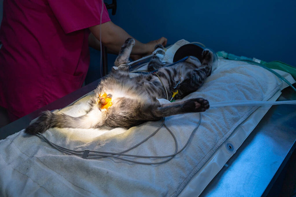 Vorbereitung des Operationsfeldes vor der Katzenoperation - Foto, Bild