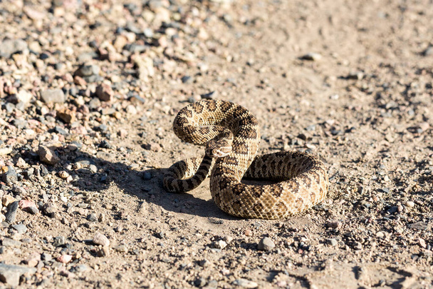 Angry coiled rattlesnake in nevada by pyramid lake - 写真・画像