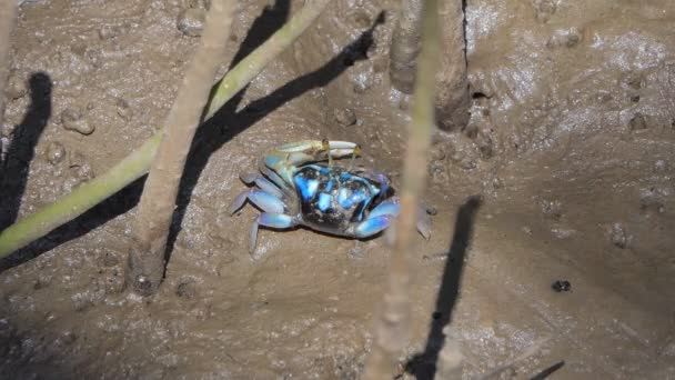 Šumař krab (Uca vocans), krab modrý, na bahně v mokřinách.  - Záběry, video
