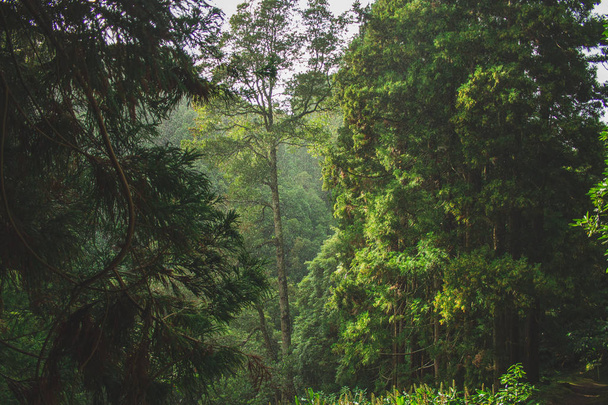 Jour de pluie dans la forêt de Parque Natural da Ribeira dos Caldeiroes, Sao Miguel, Açores, Portugal
 - Photo, image