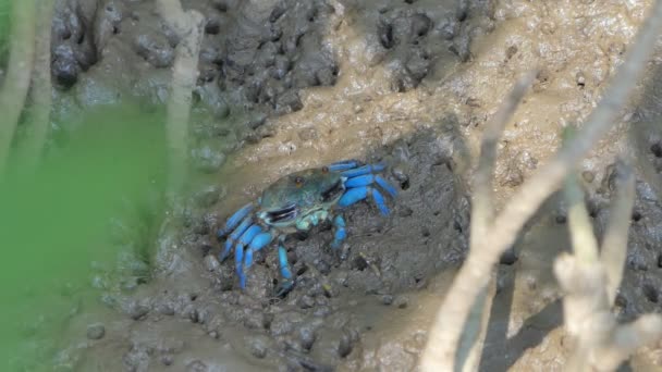Šumař krab (Uca vocans), krab modrý, na bahně v mokřinách.  - Záběry, video